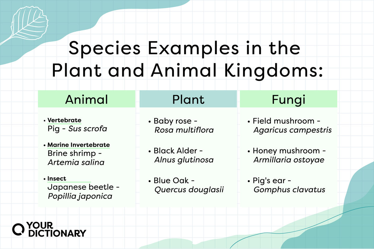 chart with examples of animal species, plant species, and fungi species from the article