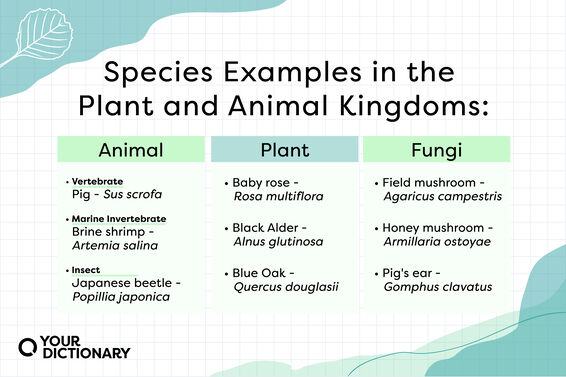 chart with examples of animal species, plant species, and fungi species from the article