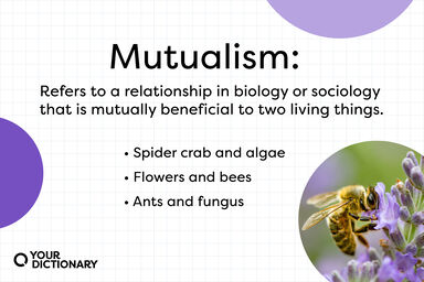 definition of mutualism with three examples from the article