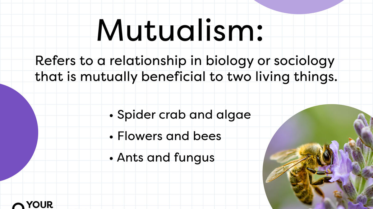 Mutualism Examples: Relationships That Work Together | YourDictionary