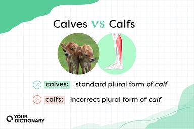 Side-by-side photos of 2 baby cows and the bottom of a person's leg to illustrate the definitions of "calves" and "calfs" as detailed in the article.