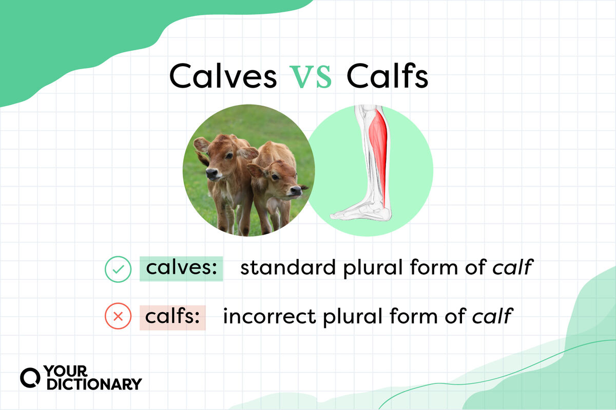 Side-by-side photos of 2 baby cows and the bottom of a person's leg to illustrate the definitions of "calves" and "calfs" as detailed in the article.