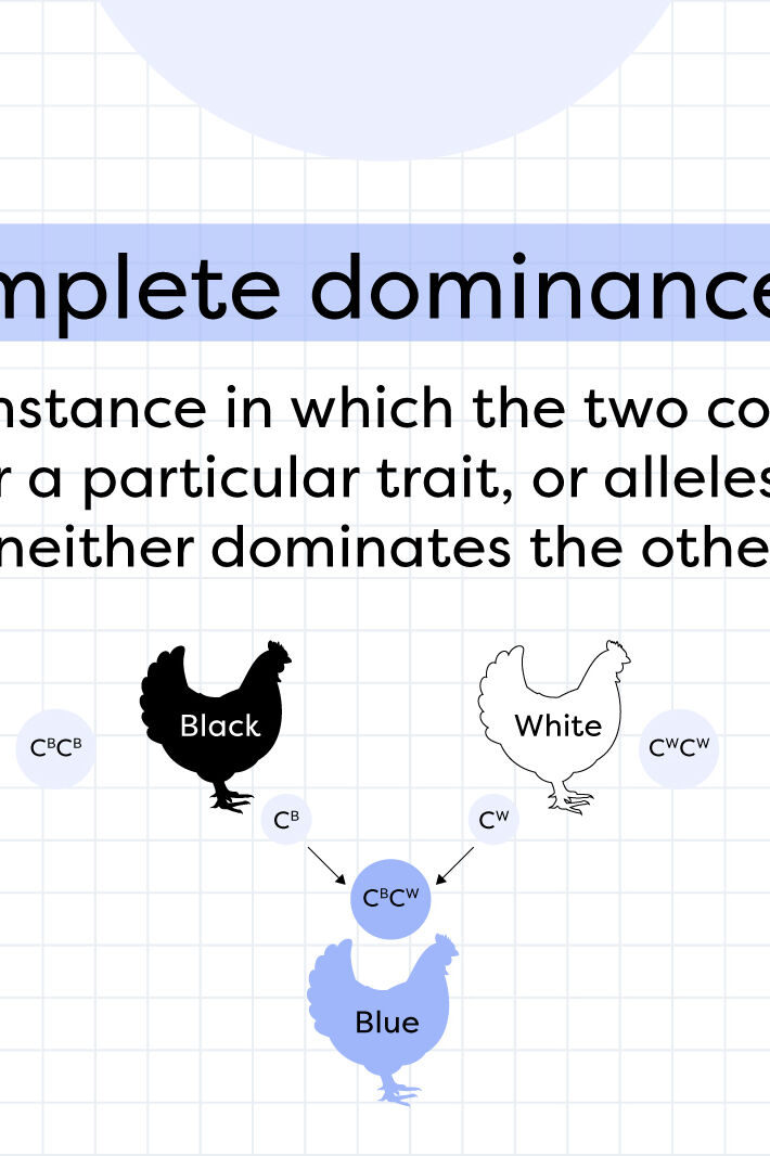 examples-of-incomplete-dominance-yourdictionary