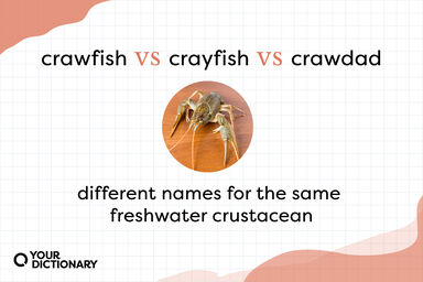 Photo of crawdad with all three names above it and note that each name applies to this type of crustacean.