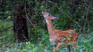 herbivore deer eating leaves on tree