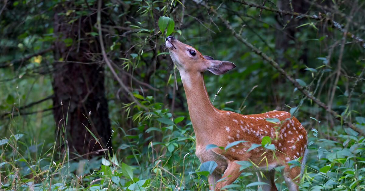 omnivorous animals eating