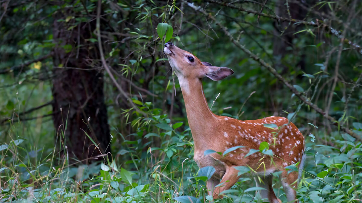 Do deer eat bean plants