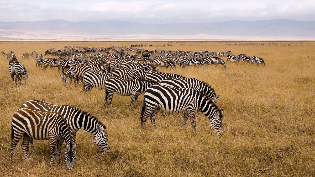 zebra eating grass