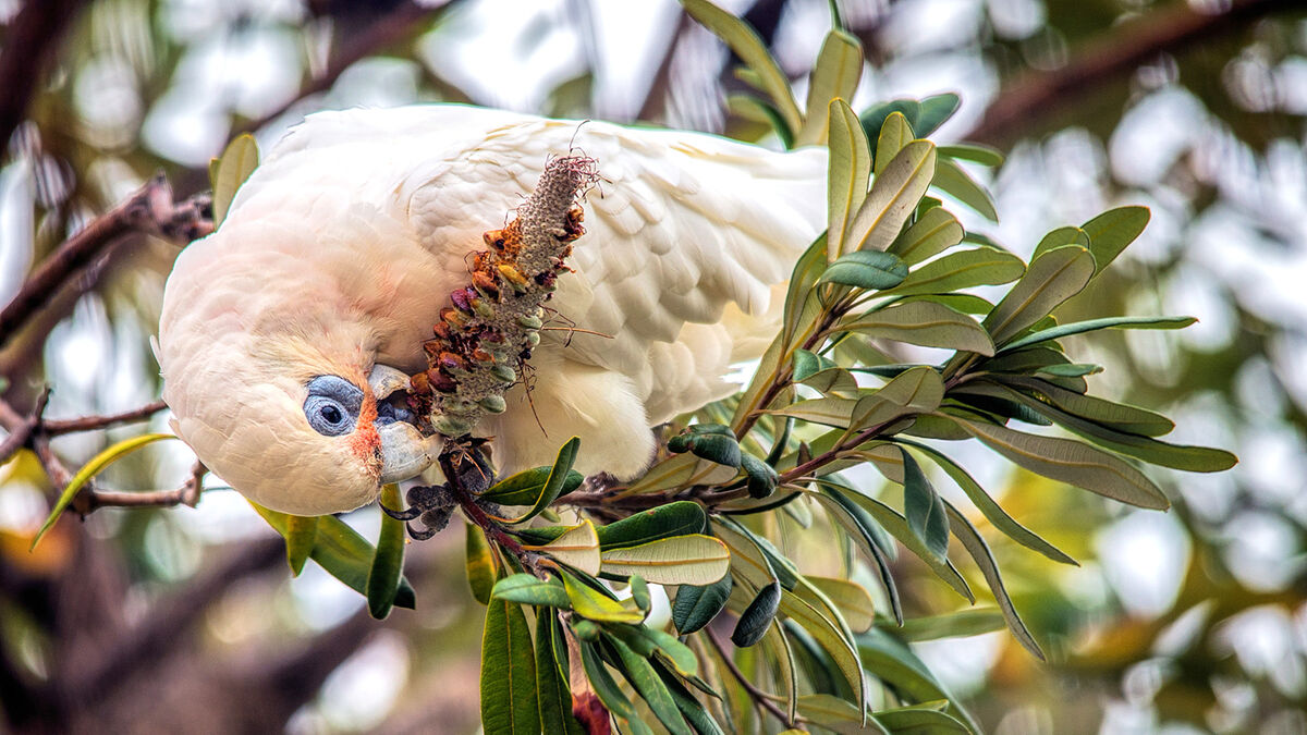 cockatoo eating seeds