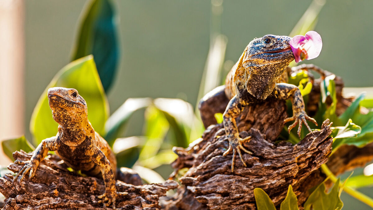 herbivore chuckwalla eating orchid