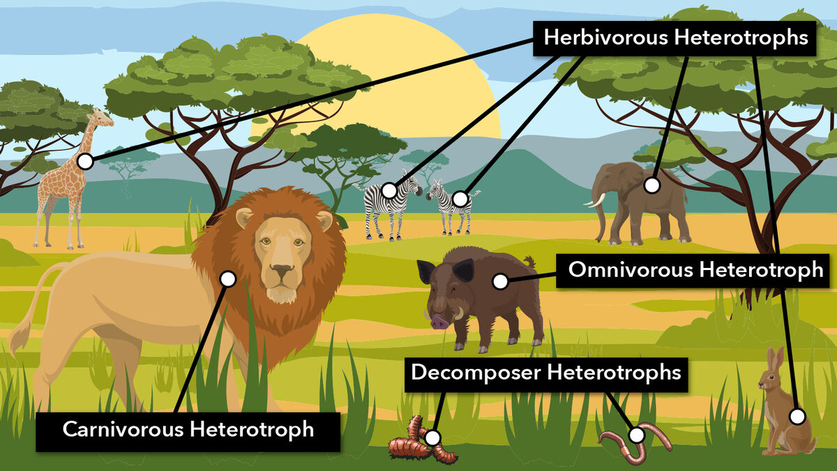 African savanna heterotrophs in food chain