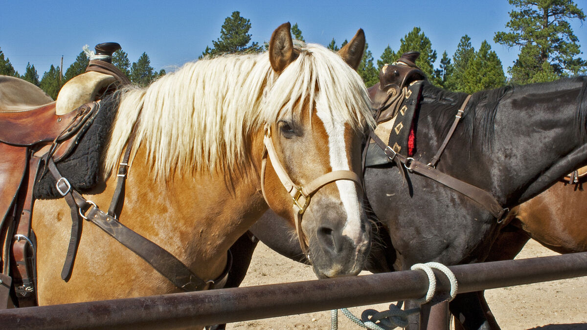 Example Herbivorous Heterotroph horse