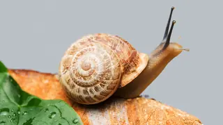 Example of Decomposer Heterotroph snail