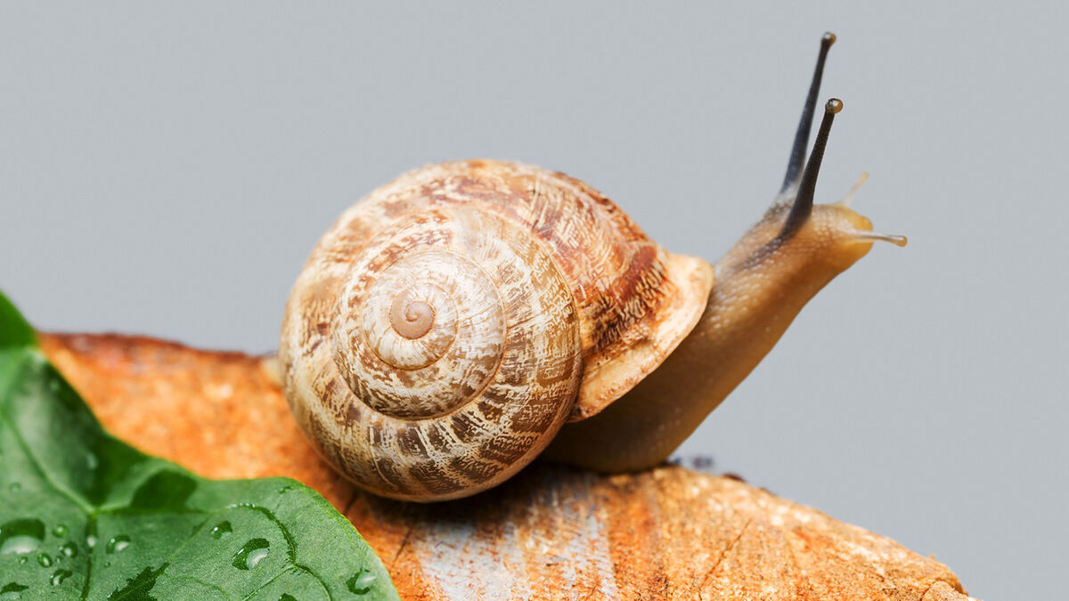 Example of Decomposer Heterotroph snail