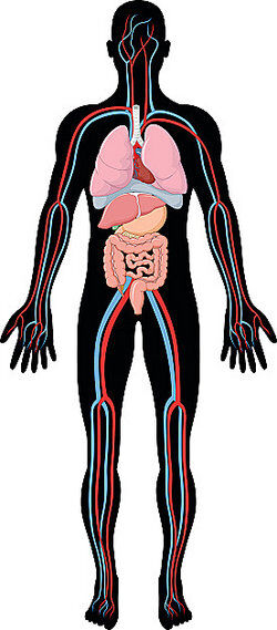 Homeostasis Examples 2023 
