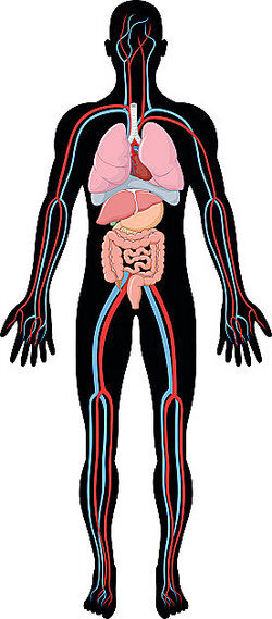 Human body diagram as homeostasis examples
