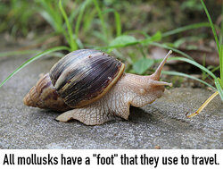 Mollusk next to grass as homologous structure examples