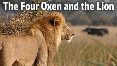 four oxen and the lion