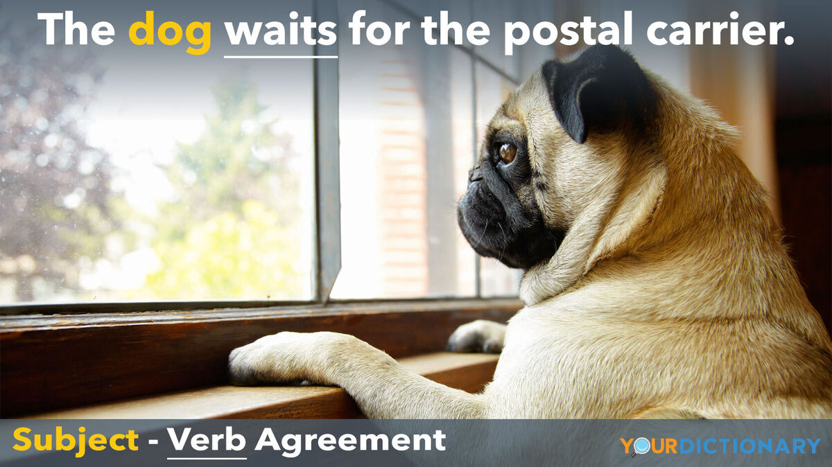 subject verb agreement the dog waits