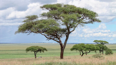 acacia tree africa