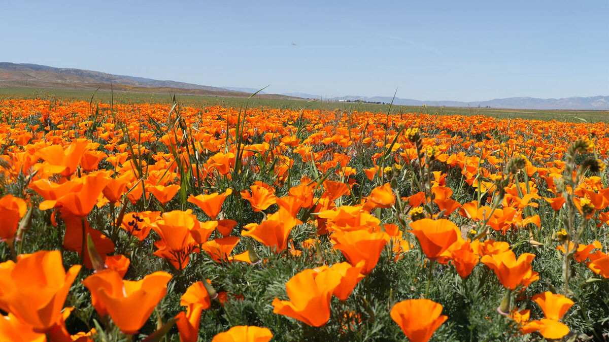 poppy flowers california