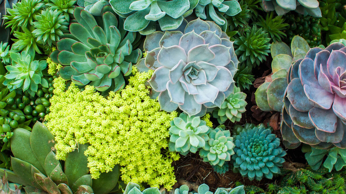 succulent plants