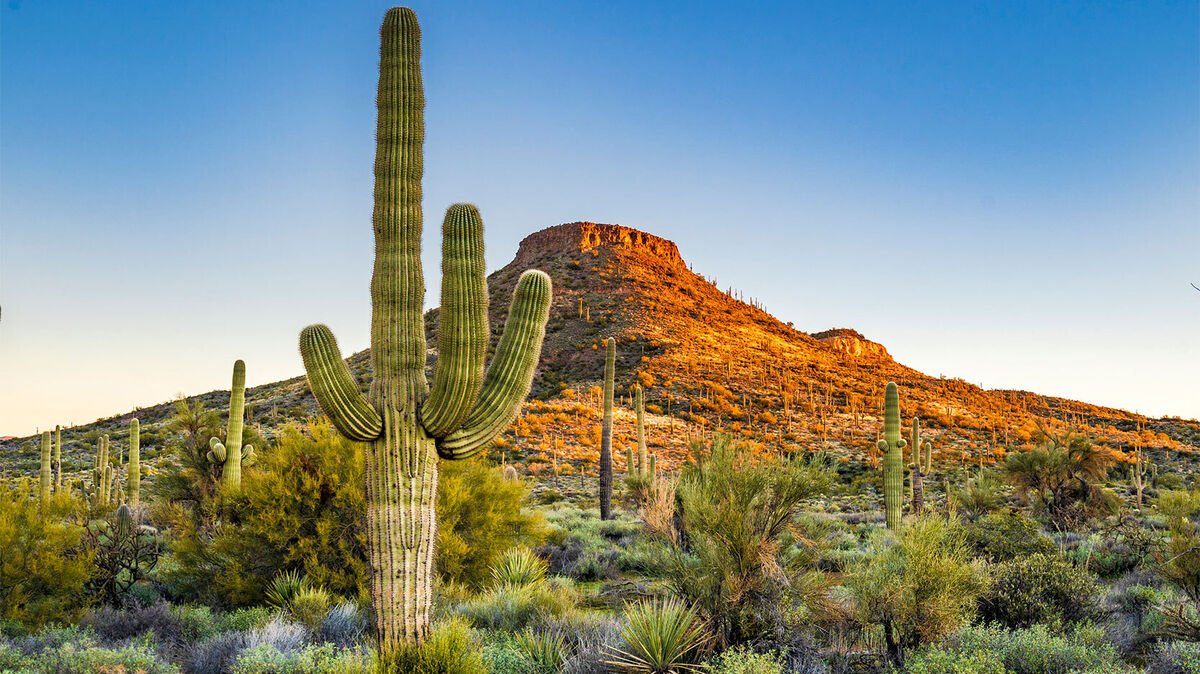 saguaro cactus in scottsdale arizona example xerophyte