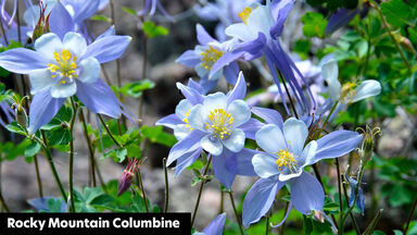 rocky mountain columbine flower