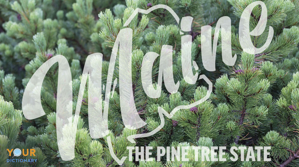 maine the pine tree state