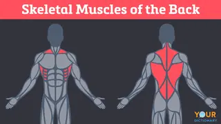 skeletal muscles of the back