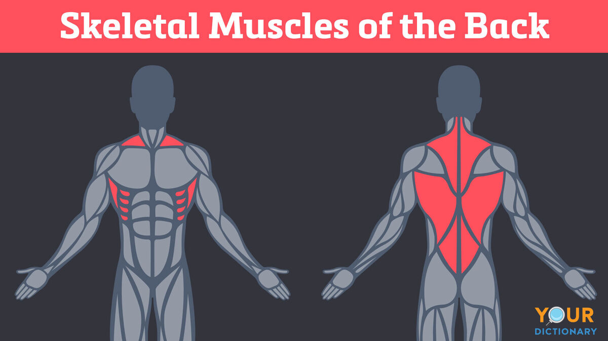 skeletal muscles of the back