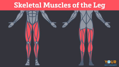 Examples Of Skeletal Muscles Their Function And Characteristics