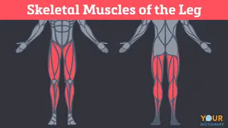 skeletal muscles of the leg