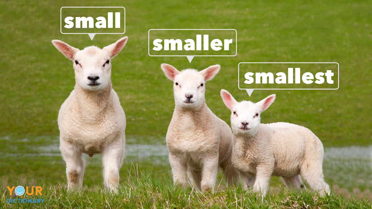 three lambs as example of superlative adjectives