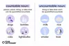definitions of "countable noun" and "uncountable noun" with examples from the article