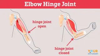 elbow hinge joint open closed