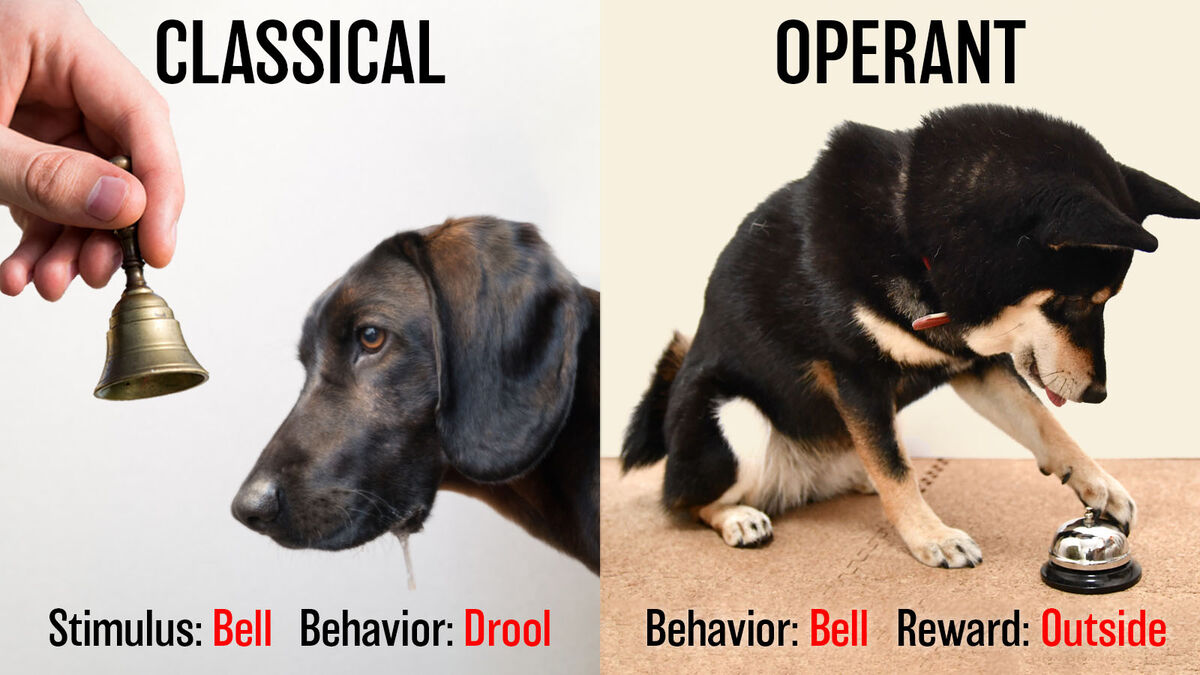 difference classical and operant behavior dogs