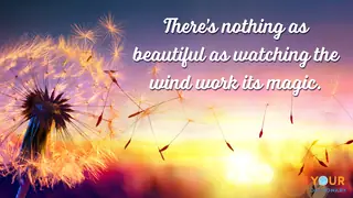 Dandelion as Dynamic Wind Quotes example
