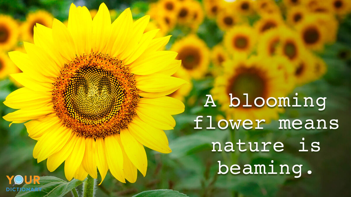 Sunflower as Quotes Example