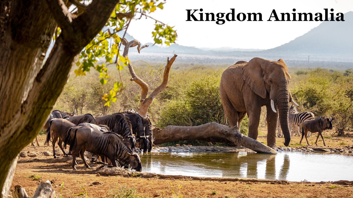 Kingdom Animalia example