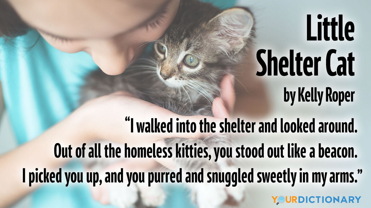 girl with kitten free verse poem Little Shelter Cat