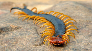 centipede myriapod
