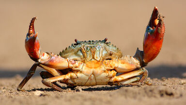 crab crustacean