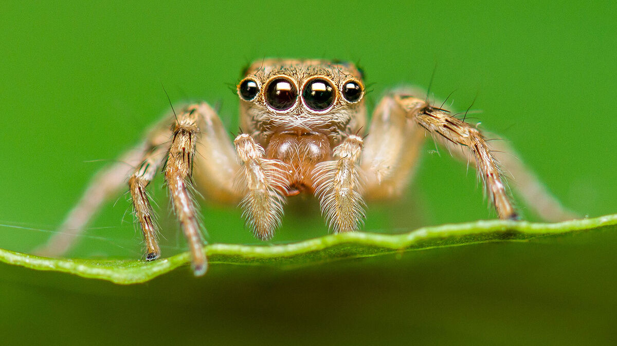 jumping spider saltines scenicus