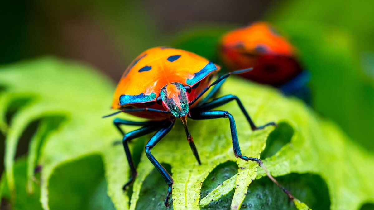 ladybug on leaf arthropod