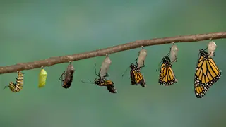 monarch butterfly chrysalis