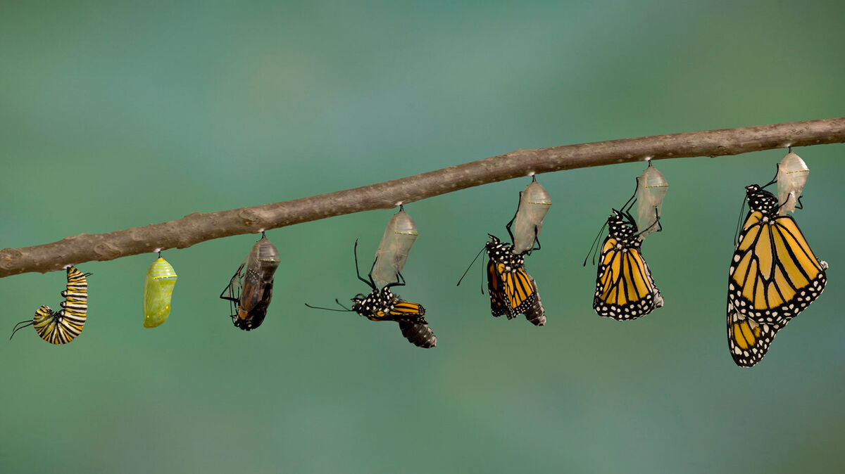monarch butterfly chrysalis
