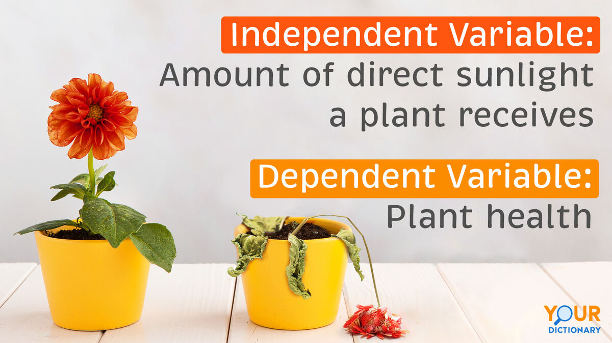 Flowers Independent and Dependent Variable Examples
