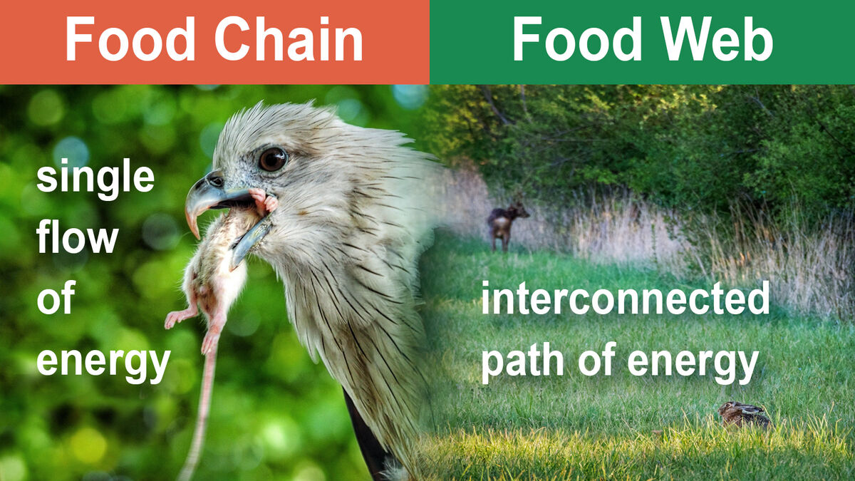 difference between food chain and food web