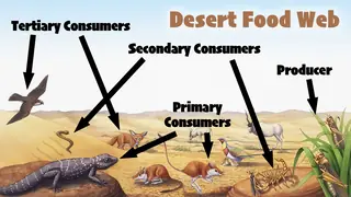 desert food web